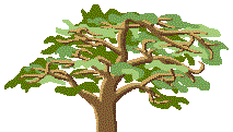 [A tree popular in Esmerel]